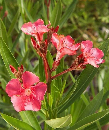 pink poisonous flower Oleander