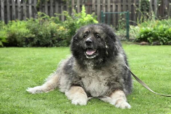 Caucasian Mountain Dog (Shepherd)