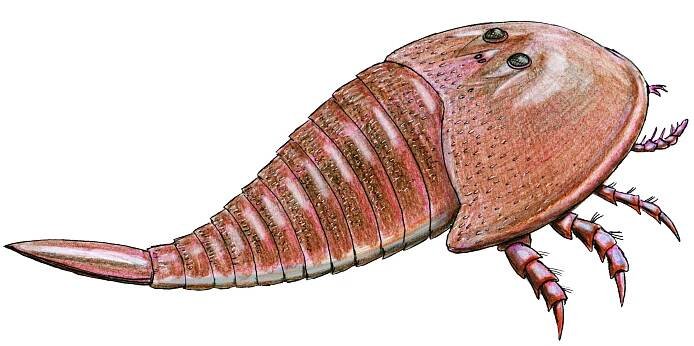 Mycteropoidea