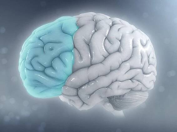 Inženýři MIT využívají novou mikroskopickou technologii k pozorování synapsí v živém mozku