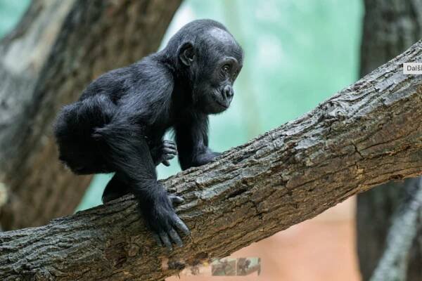 Gorilí mládě Mobi slaví první narozeniny. Zoo Praha chystá velkolepou oslavu