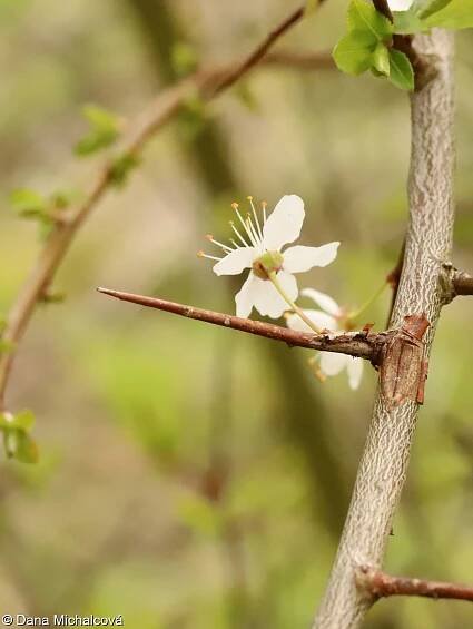 fotografický klíč k určování cévnatých rostlin :: BOTANICKÁ FOTOGALERIE
