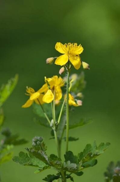 Chelidonium,Chelidonium majus,Celandines,Flowering plant,Yellow flower,Spring flower,Spring background,Flower backround,Nature background