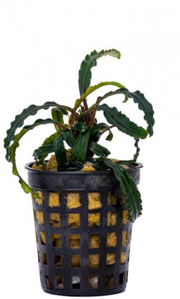 Bucephalandra Velvet