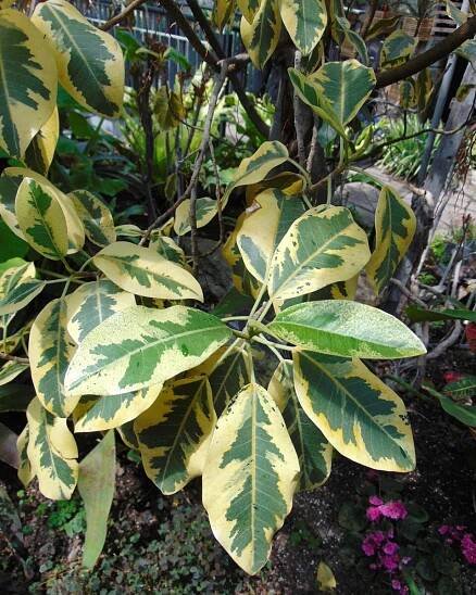 Ficus rubiginosa - Wikipedia