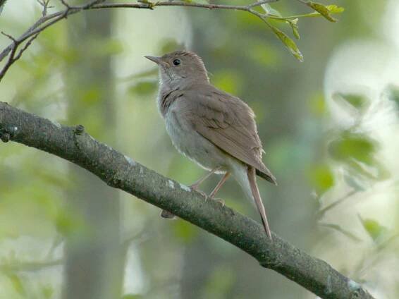 Thrush nightingale - Wikipedia