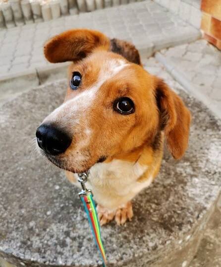 Psi k adopci z útulků, azylů a neziskových organizací