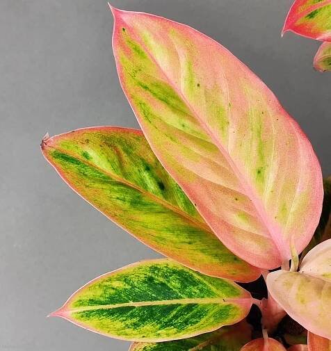 Aglaonema commutatum Salmon fantasy