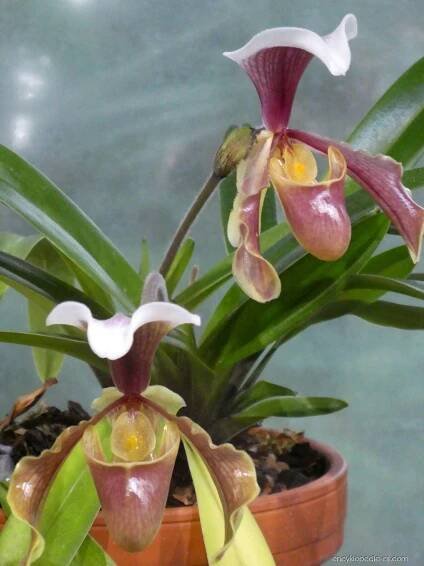 Střevíčníkovec (Paphiopedilum villosum)
