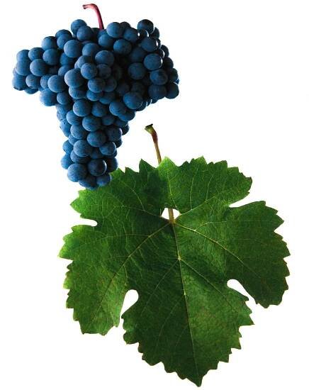 Cabernet Moravia víno hrozen a list