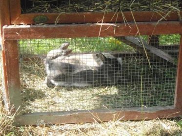 Zakrslý bílopesíkatý modrý králík | Archiv 2016