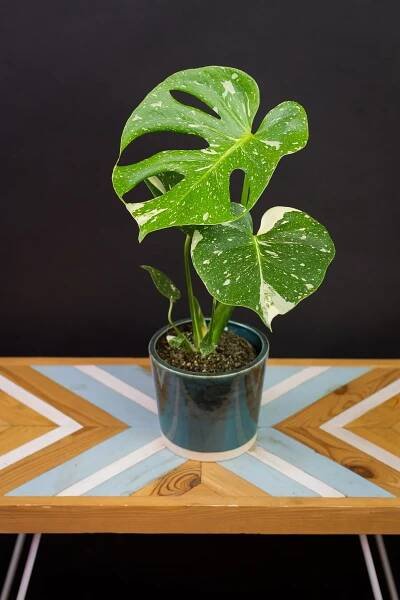 Monstera deliciosa ’Thai Constellation’