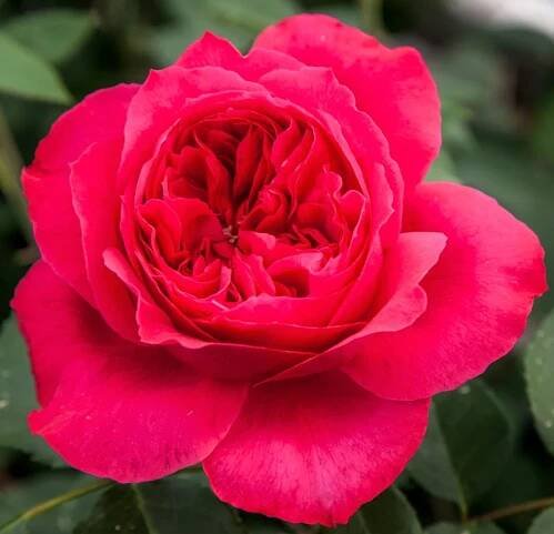 Ruban Rouge Rose Elbjuwe Rose MEIprehmyr Rose