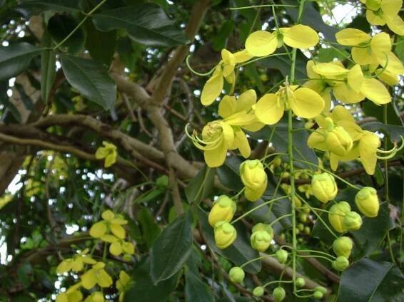 Cassia fistula - Wikimedia Commons
