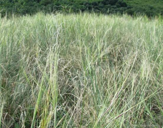 Kavyl vláskovitý (Stipa capillata)