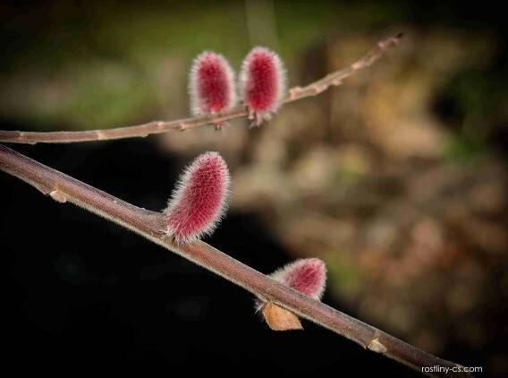 Vrba Mount Aso (Salix chaenomeloides)