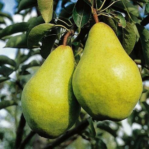 Hruška BONKRETA WILLIAMSA – sladká anglická odrůda