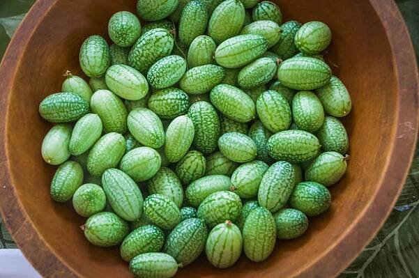 mexická kyselá okurka - melothria scabra - stock snímky, obrázky a fotky