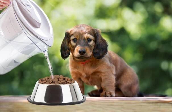 Jak správně namáčet suché krmivo pro štěňata? - LovePets