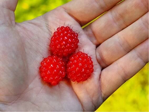 Maliník RASPBERRY TOWER - červený, stáleplodící