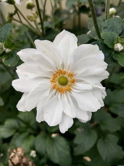 ANEMONE HYB. SUMMER WHIRLWIND