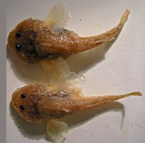 Don tadpole-goby