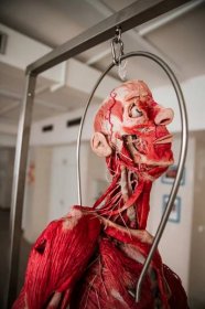 Lékařská fakulta už má nové plastináty, autentické vzorky lidského těla a končetin - OU@live