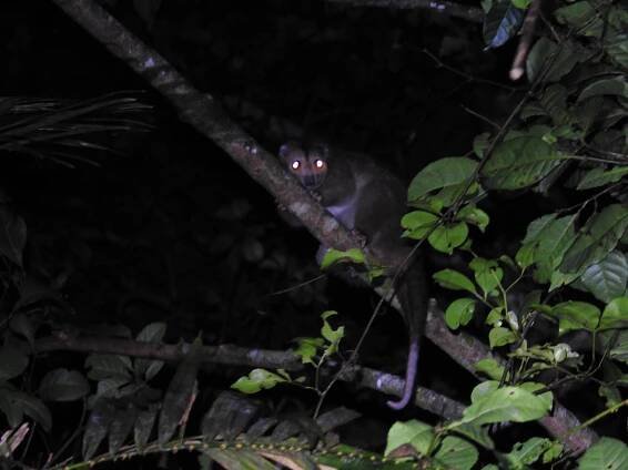 Daintree River ringtail possum