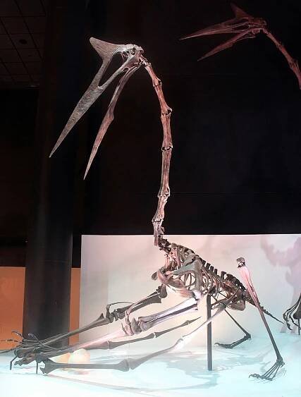 Hatzegopteryx - Wikipedia
