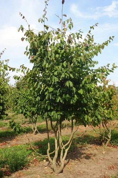 Prunus serrula - Ruud van den Berk