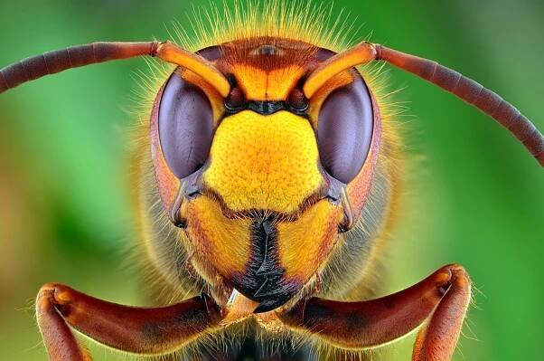 Vespa crabro (Hornet). — Stock obrázek