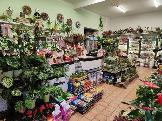 KVĚTINY ALBRECHTOVÁ foto 2