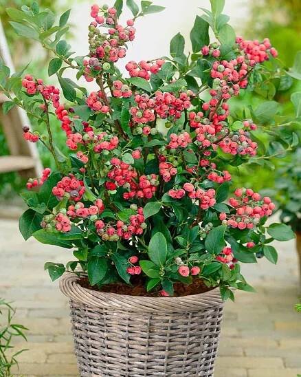 Legacy Blueberry Bush (Vaccinium corymbosum ‘Legacy’) in pot