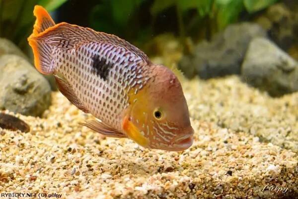 Akara potoční - Andinoacara rivulatus