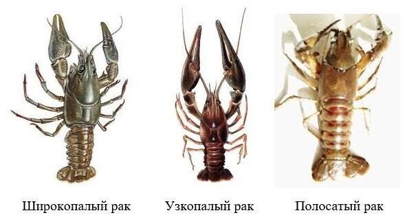 Kdy byste neměli chytat raky?