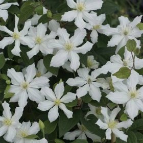 Buy early large flowered clematis (group 2) Clematis White Arabella ...