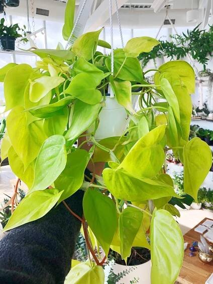 Lemon Lime Philodendron vs Neon Pothos – Differences, Care