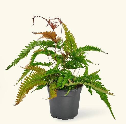 Autumn Fern (Dryopteris erythrosora)