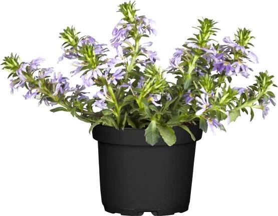 OBI Vějířovka nezlomná průměr květináče cca 12 cm Scaevola aemula