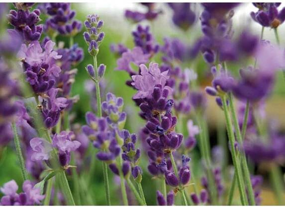 Lavandula angustifolia IMPERIAL GEM - levandule úzkolistá - Lukon Glads s.r.o.