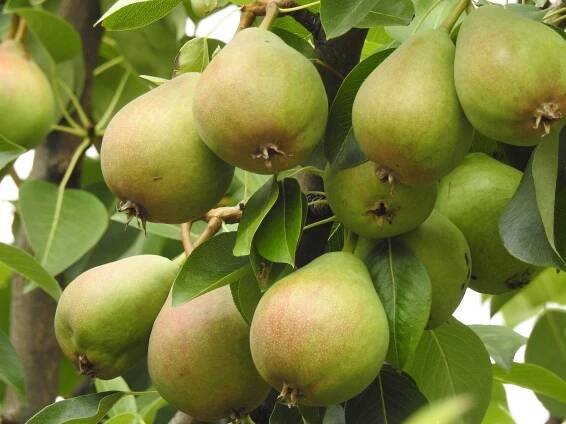 Trpasličí odrůdy stromů: důvody, proč je (ne)pěstovat