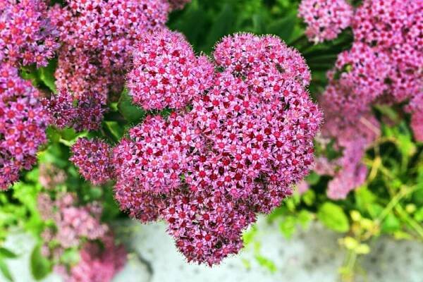 Spiraea / Tavolník / Depositphotos