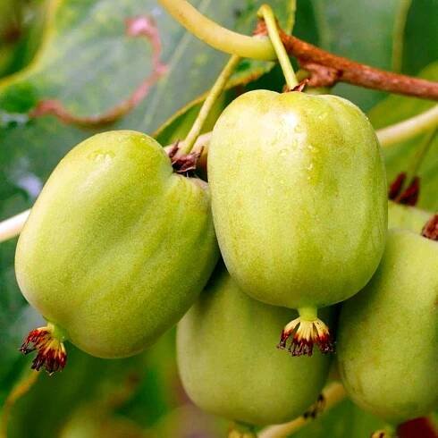 ACTINIDIA ARGUTA 'KOKUWA' SAMOSPRAŠNÉ KIWI