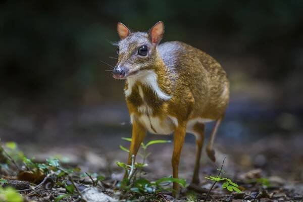 Lesser mouse-deer (Tragulus kanchil)