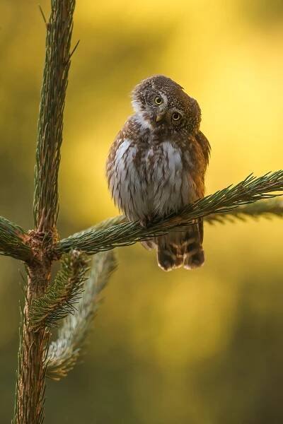 Příroda Česka a Slovenska – Jiří Vondráček – Wildlife fotografie