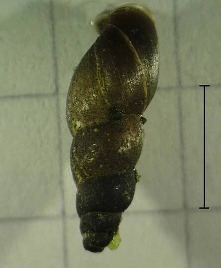 Soubor:Omphiscola glabra.JPG – Wikipedie