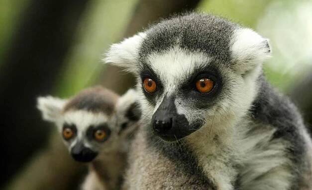 VIDEO: Lemurům chutná banán i kaše
