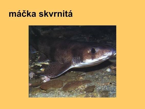 PPT - třída: Paryby PowerPoint Presentation, free download - ID:3799768