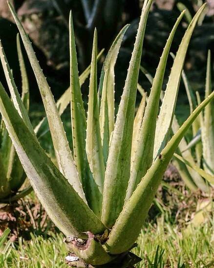 Aloe Vera's Leaves Drooping