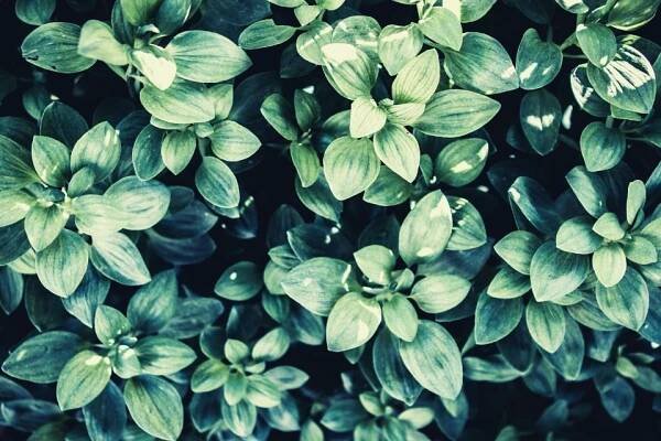 Centella Asiatica (Cica) Benefits For Skin.